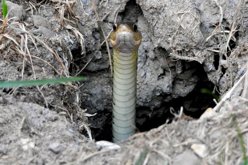 Rodent Burrows