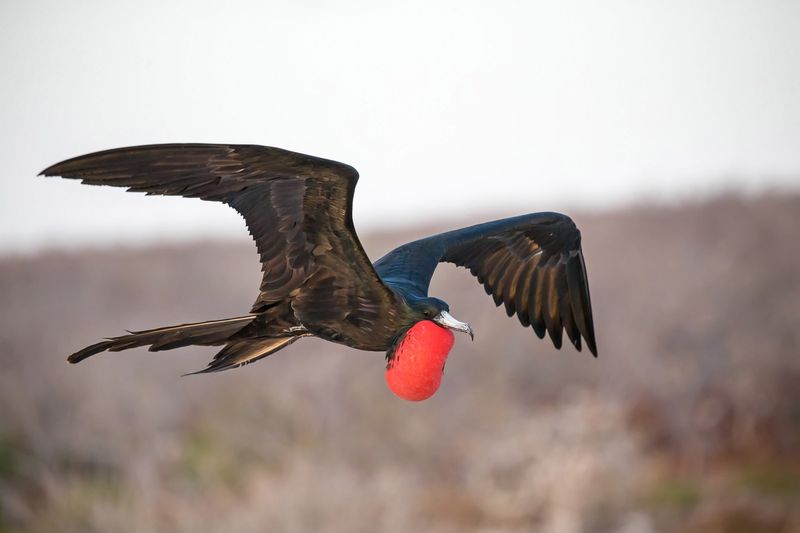 Life on the Wing