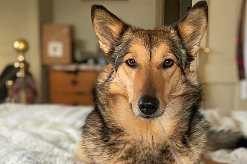 Loyal Companionship