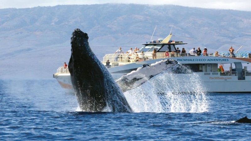 Disruption of Marine Life Migration