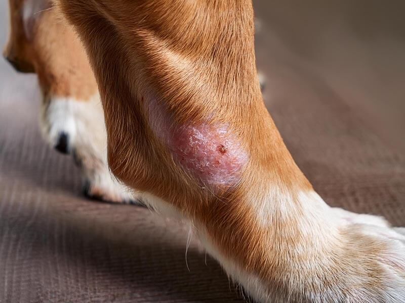 Persistent Sores