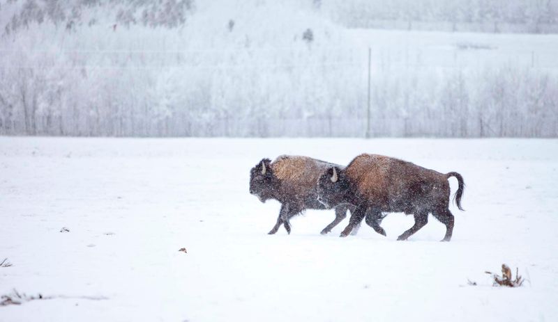 Wood Bison