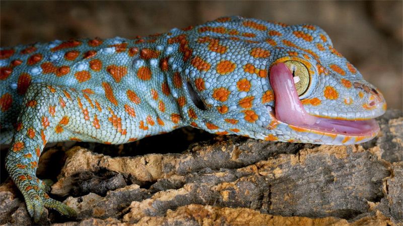 Tokay Gecko