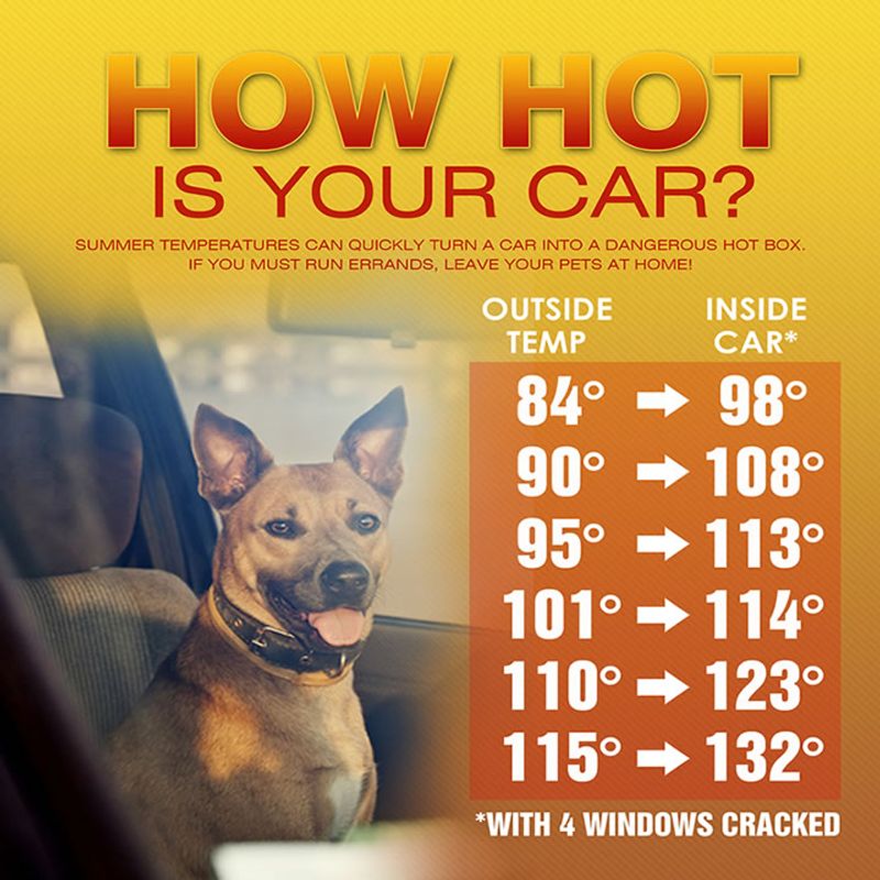 Never Leave Pets in Cars