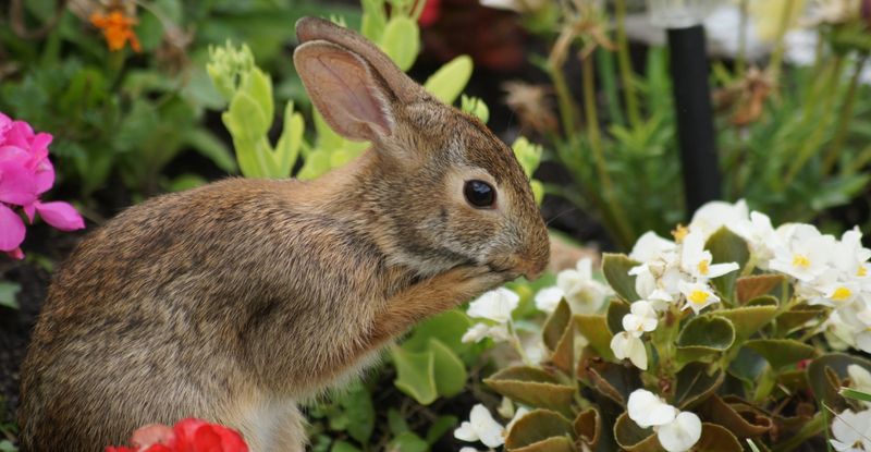 Plant Rabbit-Resistant Plants