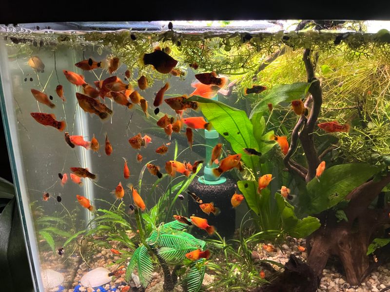 Crowding Too Many Fish Together