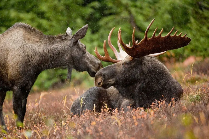 Vermont - Moose