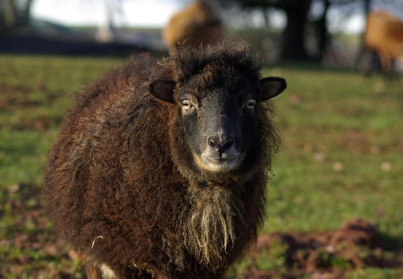Ouessant Sheep