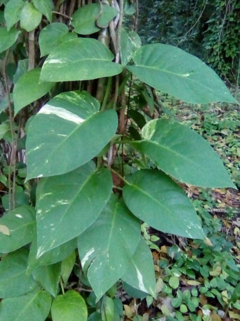 Silver Vine