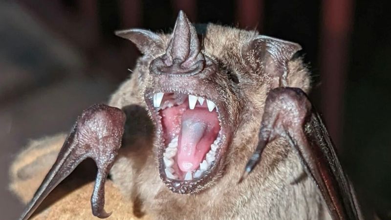 Vampire Bat