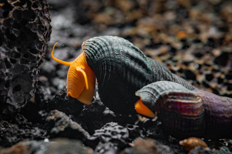 Rabbit Snail