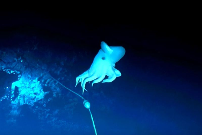 Dumbo Octopus