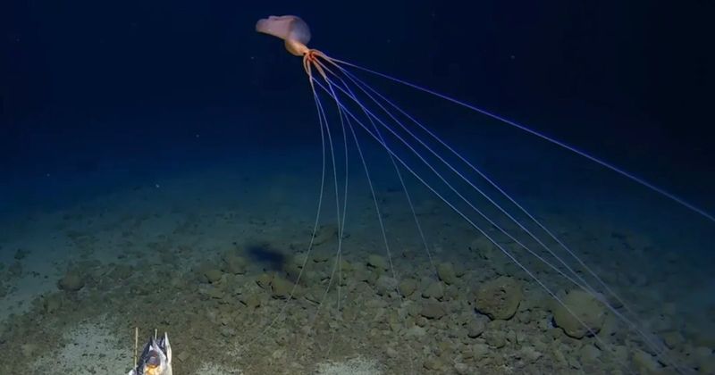 Giant Squid