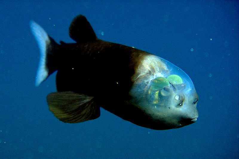 Barreleye Fish