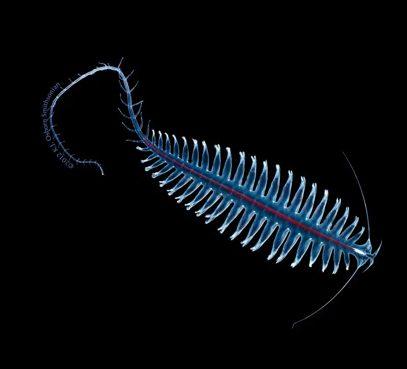 Glowworm