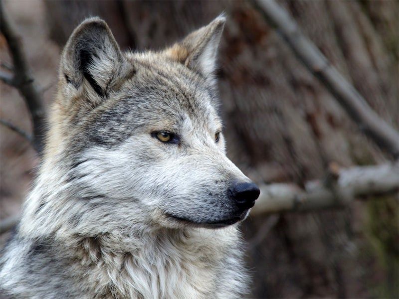 Mexican Wolf