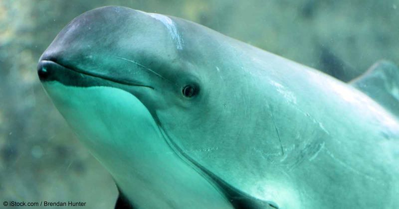 Vaquita