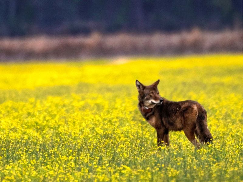 Red Wolf