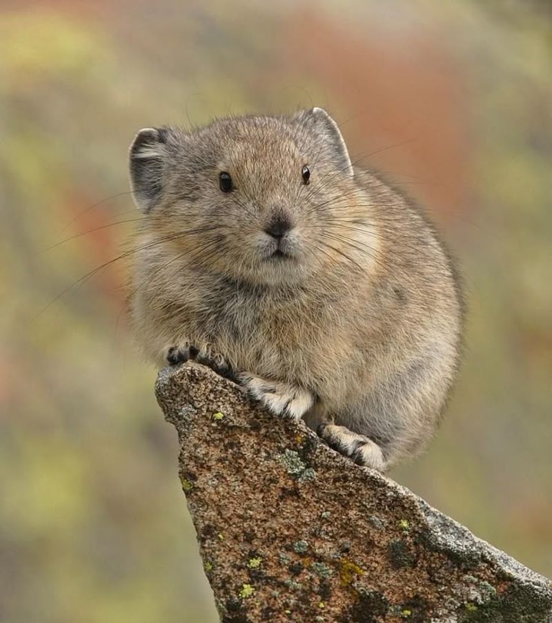Ili Pika