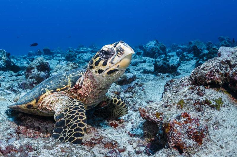 Hawksbill Turtle