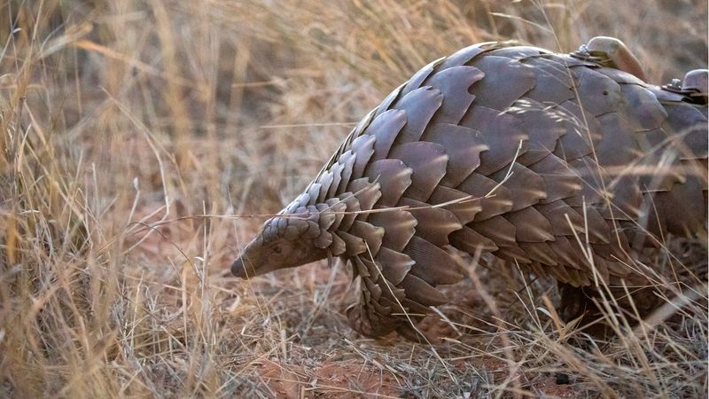 Pangolins
