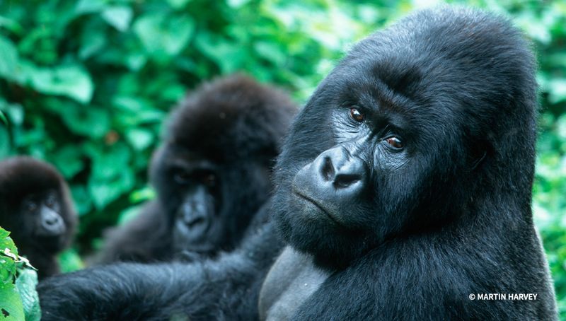 Mountain Gorilla
