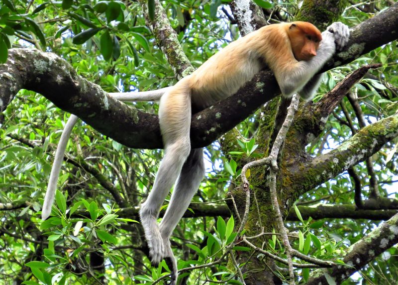 Proboscis Monkey