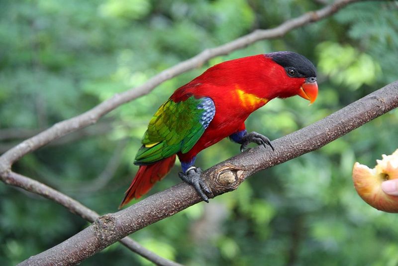 Purple-naped Lory