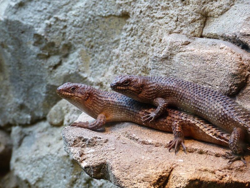 Gidgee Skink