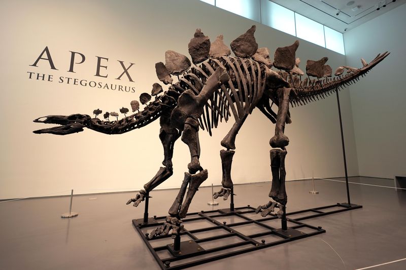 Stegosaurus