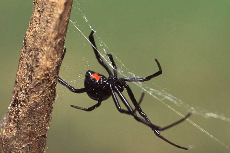 Notorious Web Weavers