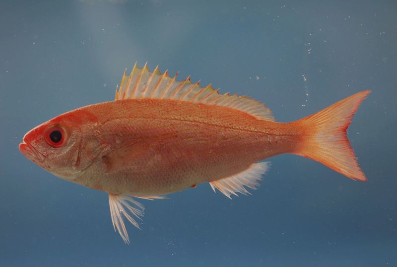 Vermilion Snapper