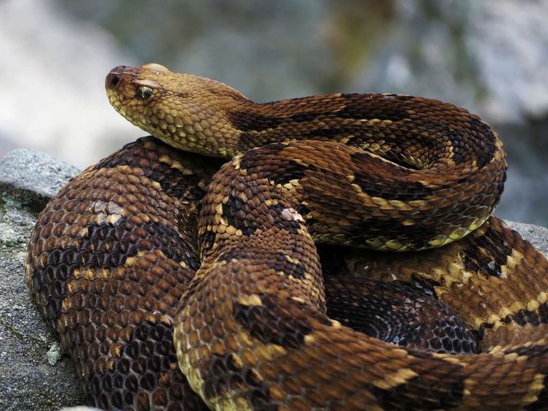 Virginia - Eastern Timber Rattlesnake
