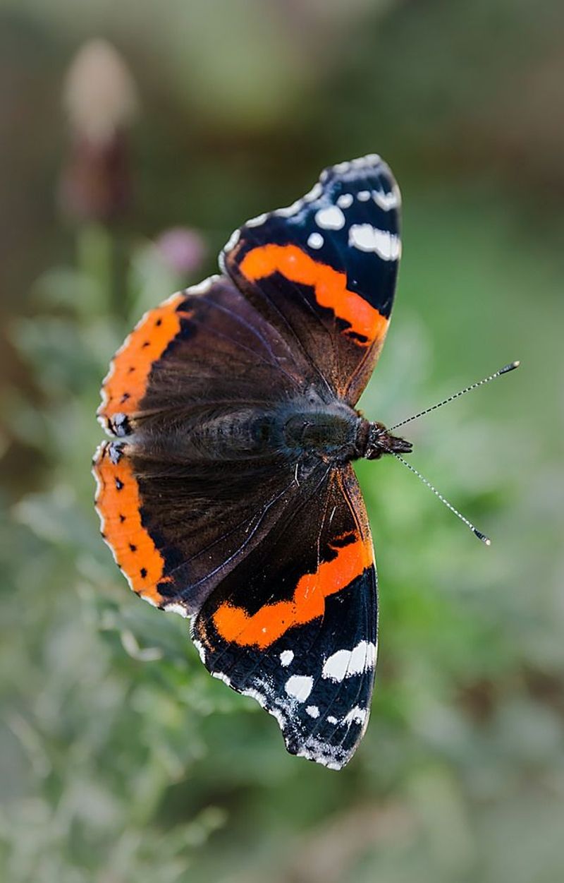 Red Admiral Butterfly