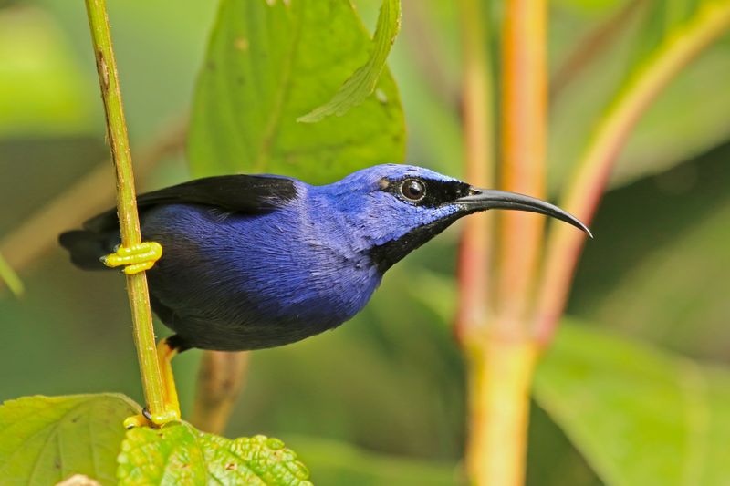 Purple Honeycreeper