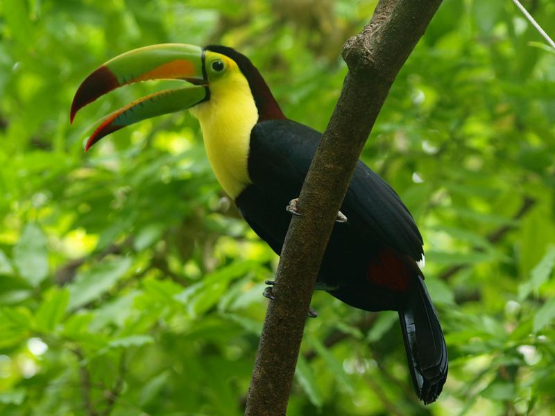 Keel-billed Toucan