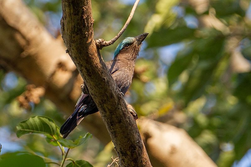 Purple-winged Roller