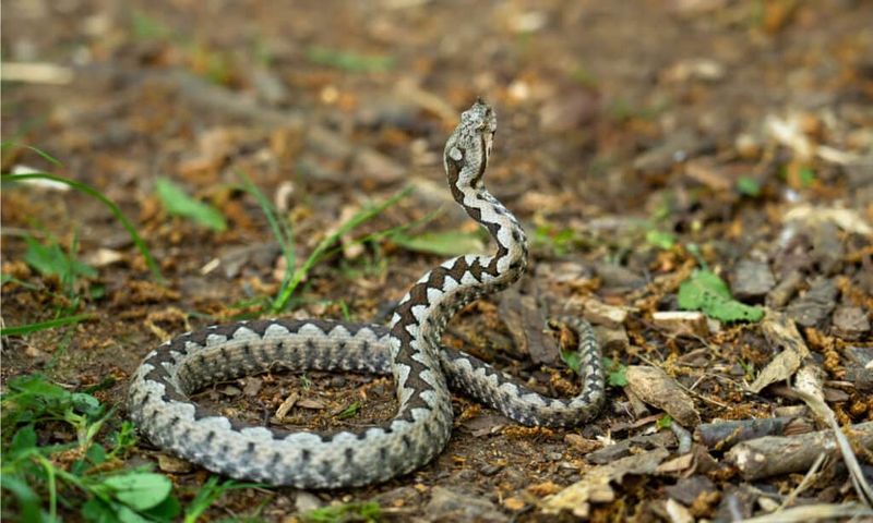 Viper vs. Human Interaction