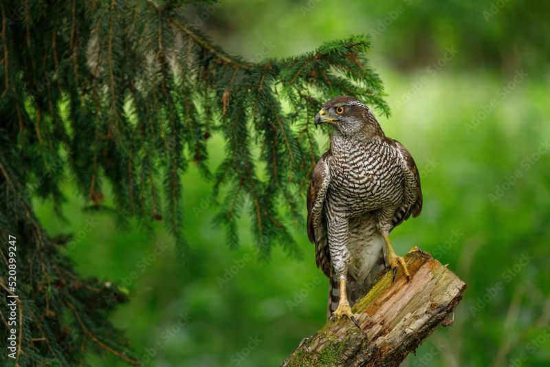 Hawk