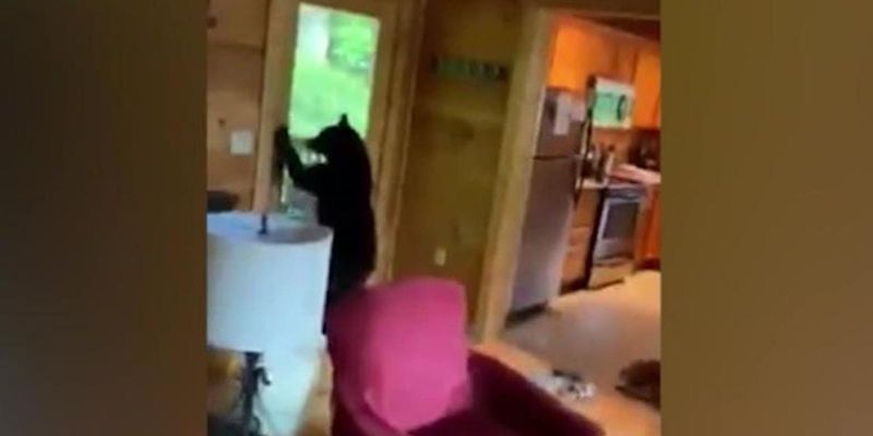 Tennessee Cabin Candy Theft