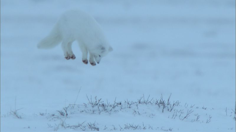 Minnesota: Foxes of the North