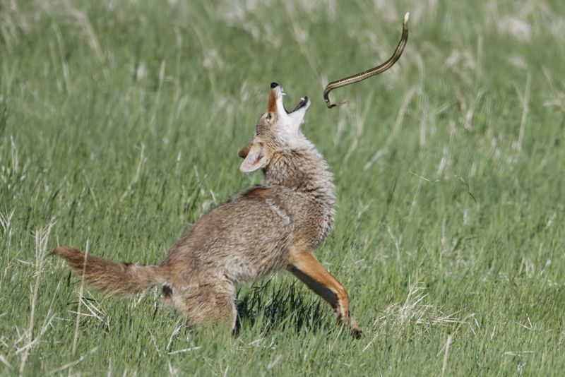 Coyote