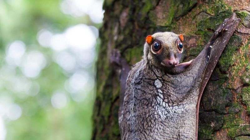 Philippine Flying Lemur