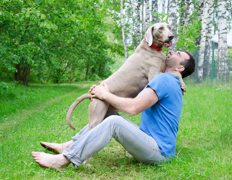 Weimaraner