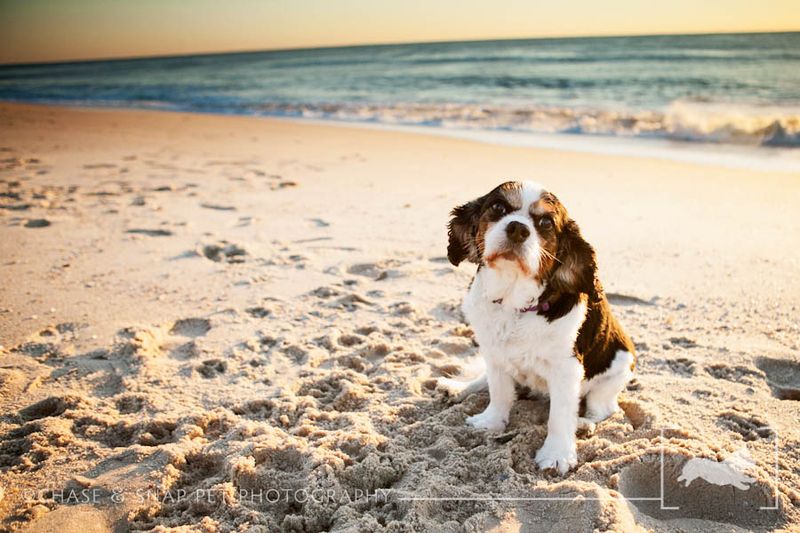 Cavalier King Charles Spaniel