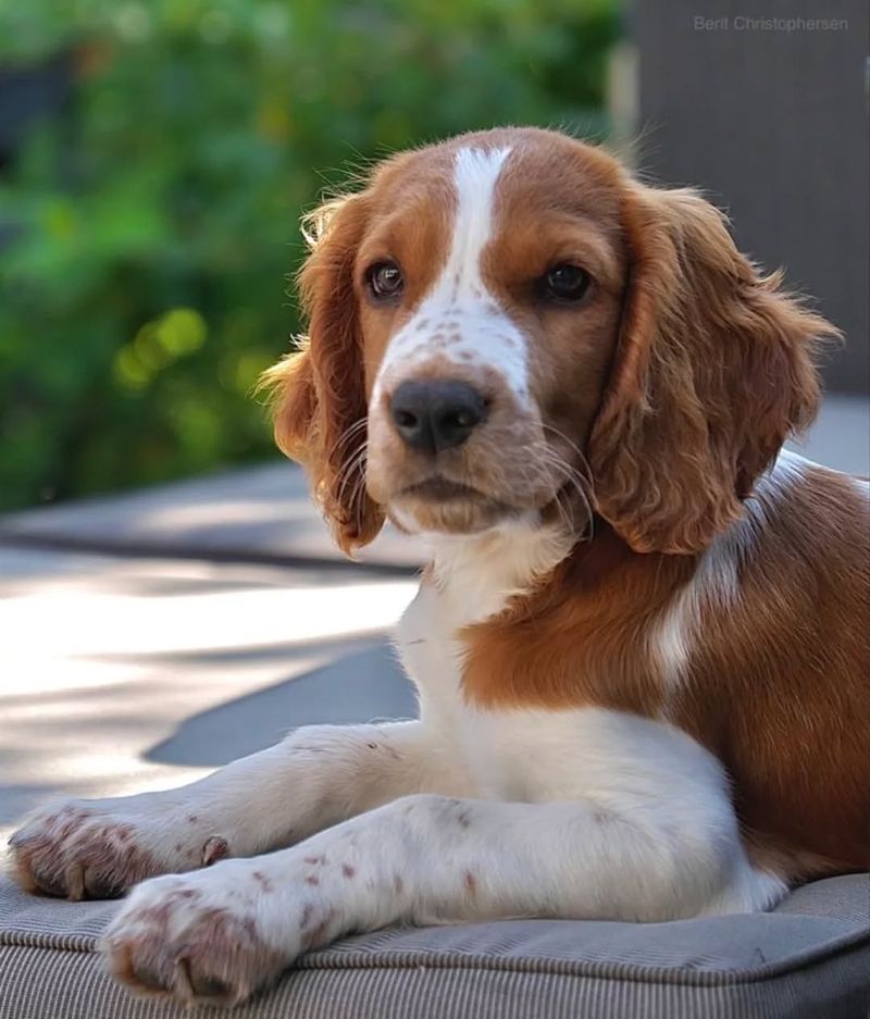Springer Spaniel