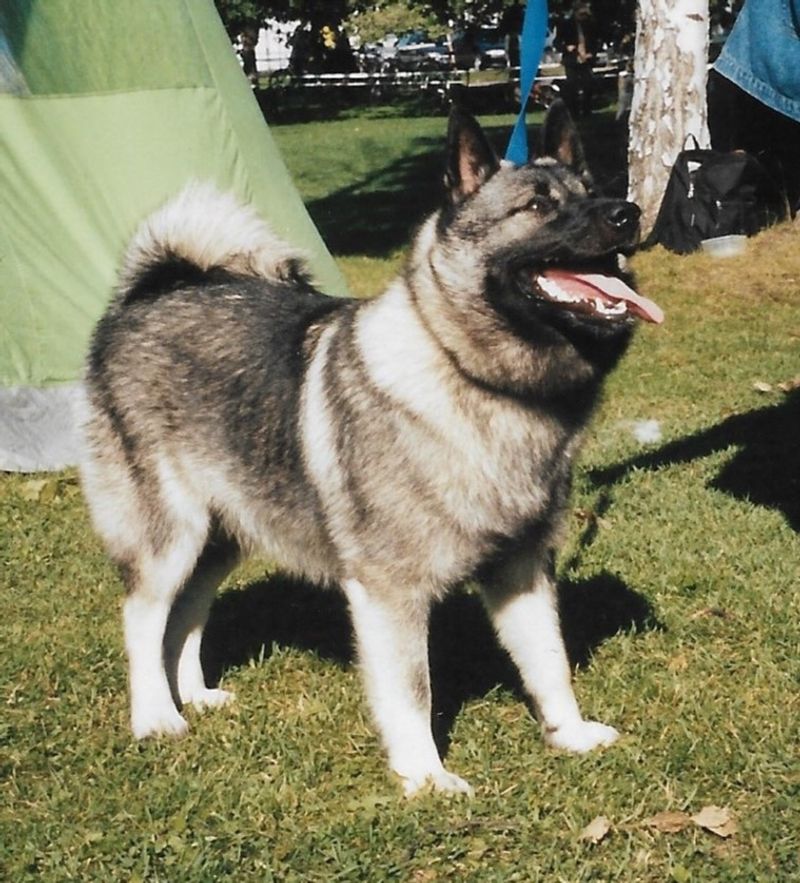 Norwegian Elkhound