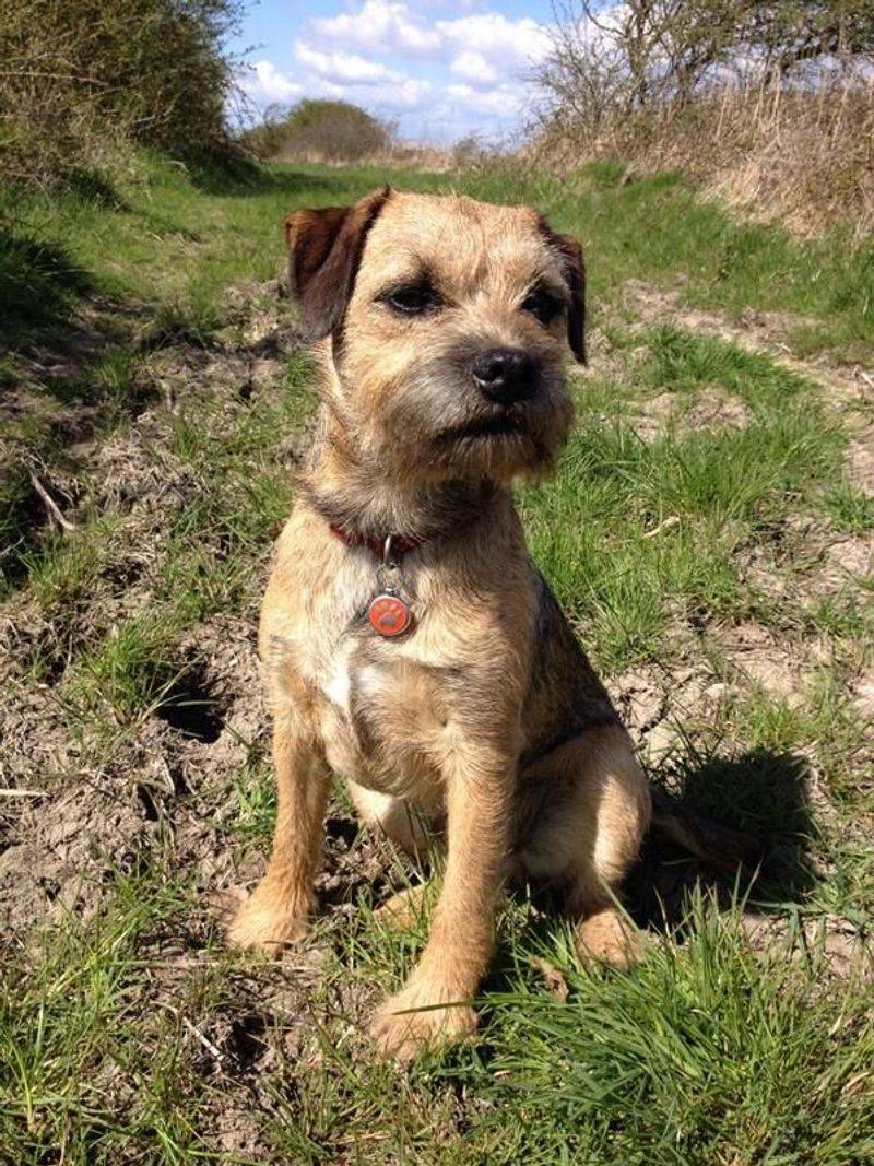 Border Terrier