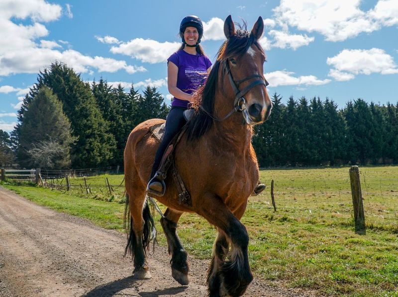 Australian Draught Horse