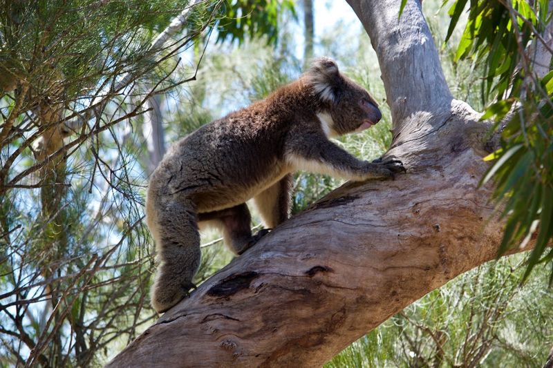 Strong Climbing Skills